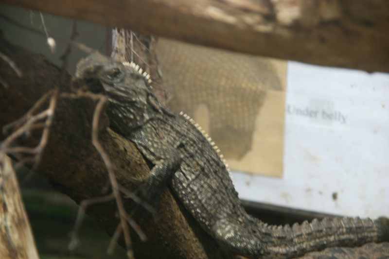 Nieuw-Zeeland 2011 - 0518